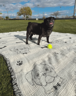 Pug – PARTY BLANKET™ - Image 2